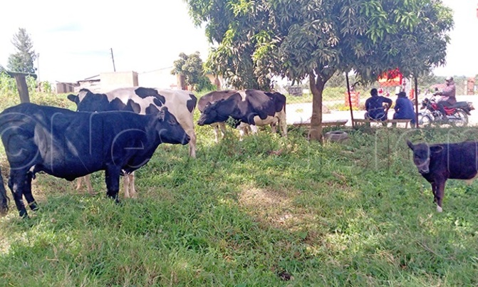 School director held over cattle theft School director held over cattle theft