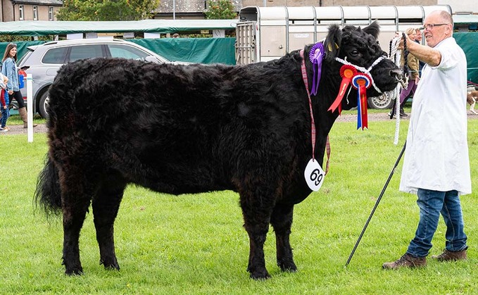 Galloway reigns in Dumfries beef line-up