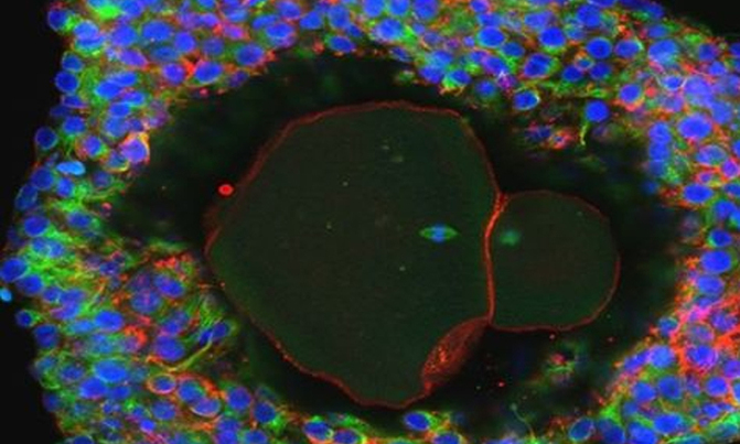 Human eggs grown to maturity in lab: researchers Human eggs grown to maturity in lab: researchers