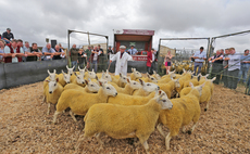 Thame Sheep Fair averages hit by ongoing bluetongue restrictions