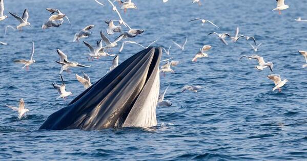 How a south China island balances conservation and tourism