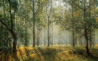 Global Briefing: EU urges organisations top join push to plant three billion trees
