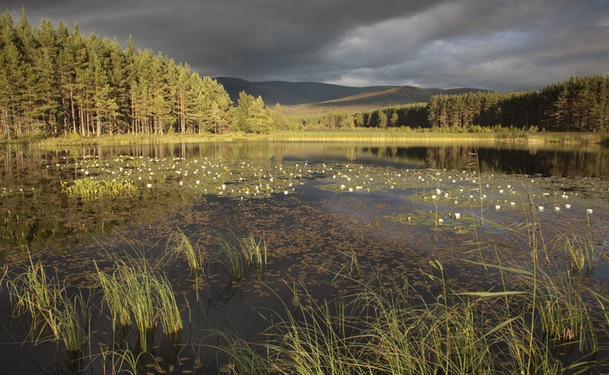 Scottish wetland and woodland. Credit: Peter Cairns, The Wildlife Trusts
