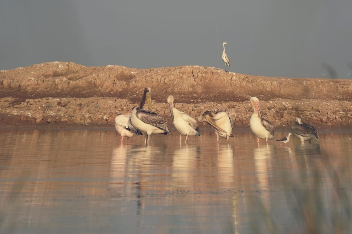 Chhari-Dhandh Bird Sanctuary added to Ramsar List, Gujarat's total reaches five
