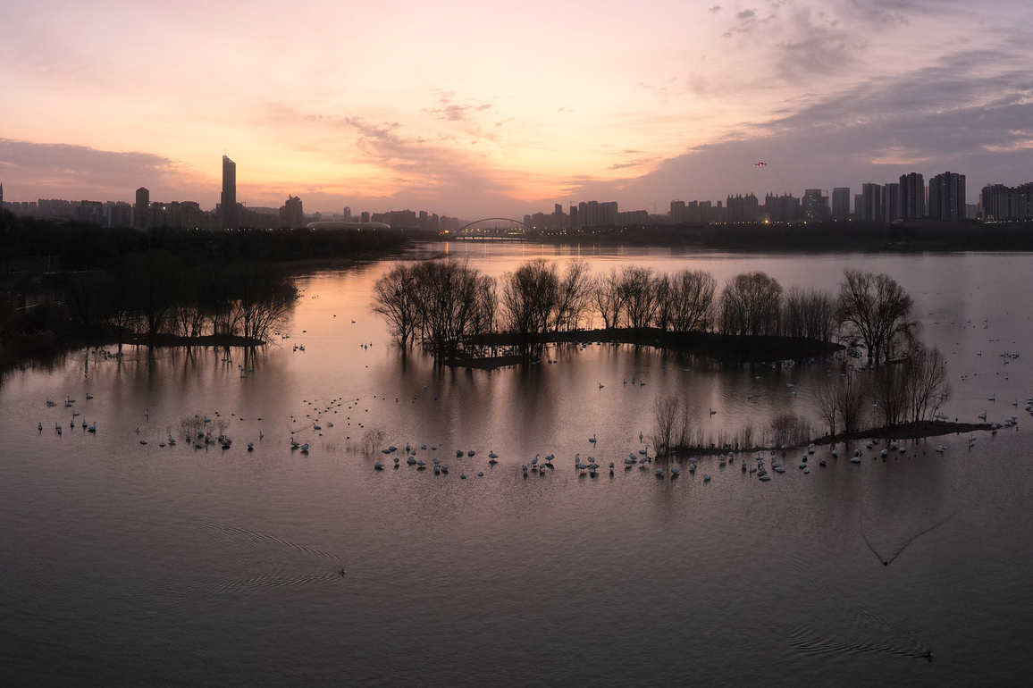 #CHINA-HENAN-SANMENXIA-SWAN-WINTERING (CN)
