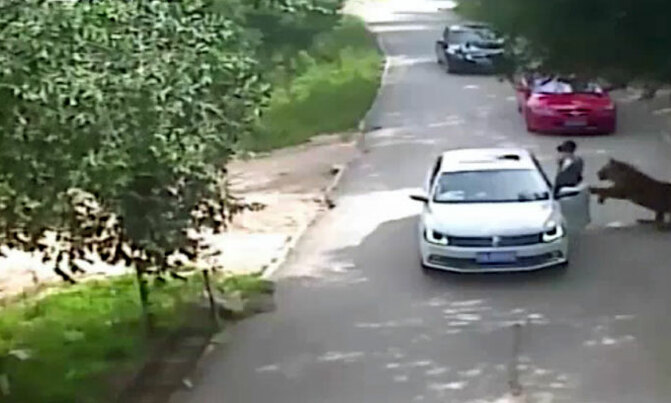 Tigers kill woman in wildlife park Tigers kill woman in wildlife park