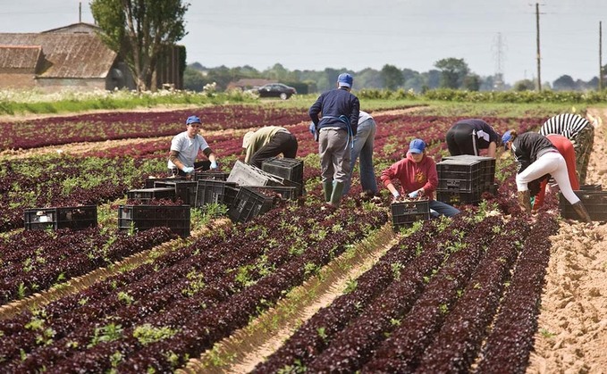 More labour woes for horticulture sector