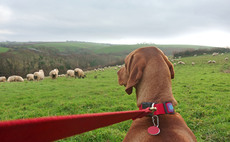 Industry reacts to Governments 'biggest animal welfare reforms in a generation' 