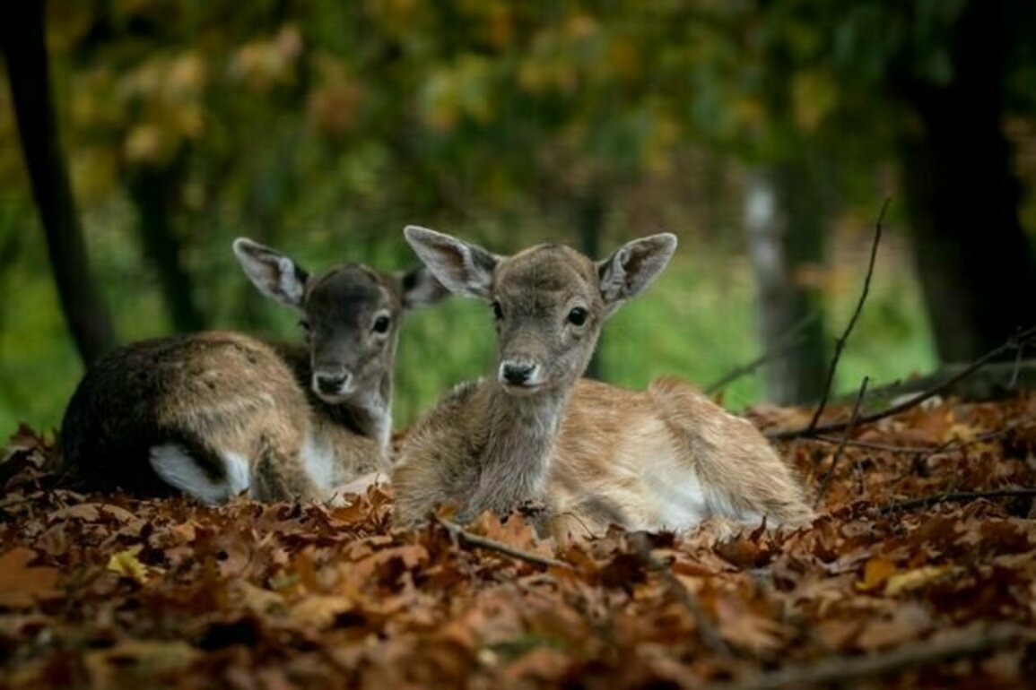 What deer poo can tell us about the future of Britain's woodlands