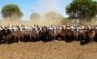 More certainty for Australian cattle producers