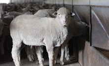 Government sets live sheep export end date