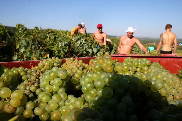 France probes deaths of Champagne workers in heatwave