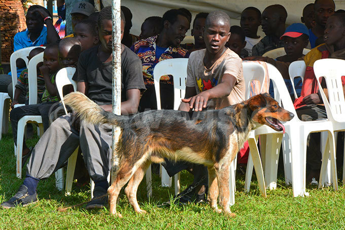  ome street children decided to move with their dog on the musical gala