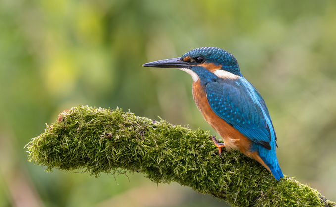 A young kingfisher / Credit: Andyworks - iStock 