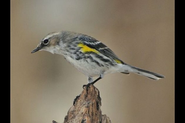 Scientists discover 10 new bird taxa