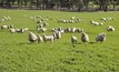 High resistance found for sheep drench actives