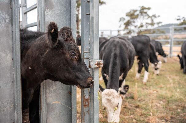 Vaccinating unpredictable animals puts livestock handlers at risk of potentially dangerous needlestick injuries. 