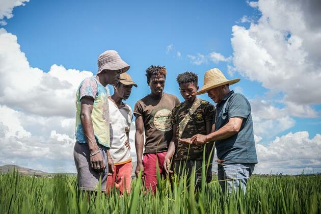Feature: Chinese hybrid rice boosts food security in Madagascar
