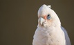 Western Corella. Photo courtesy WA government.