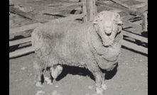  'Sir Freddie' in 1969, one of the four rams whose semen was frozen in 1968. Photo courtesy Walker family.