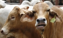 Cattle methane emissions downsized