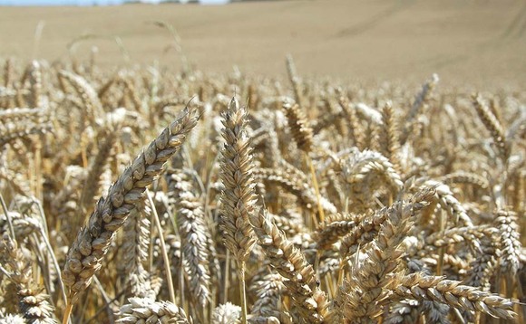 Wheat futures hit highest price in history