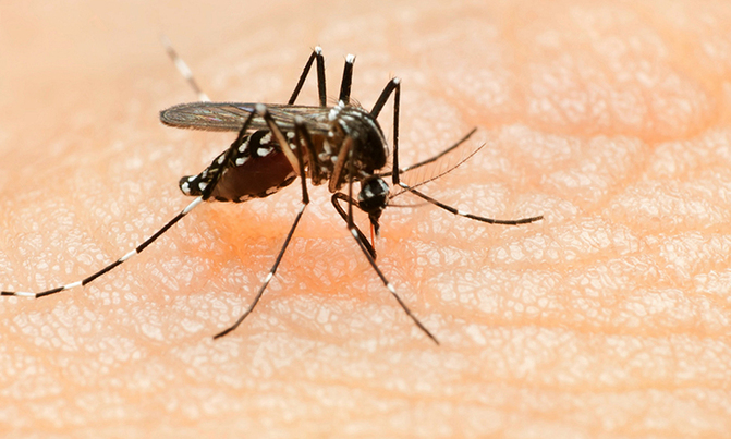 No women's Zika vaccine likely before 2020 - WHO No women's Zika vaccine likely before 2020 - WHO
