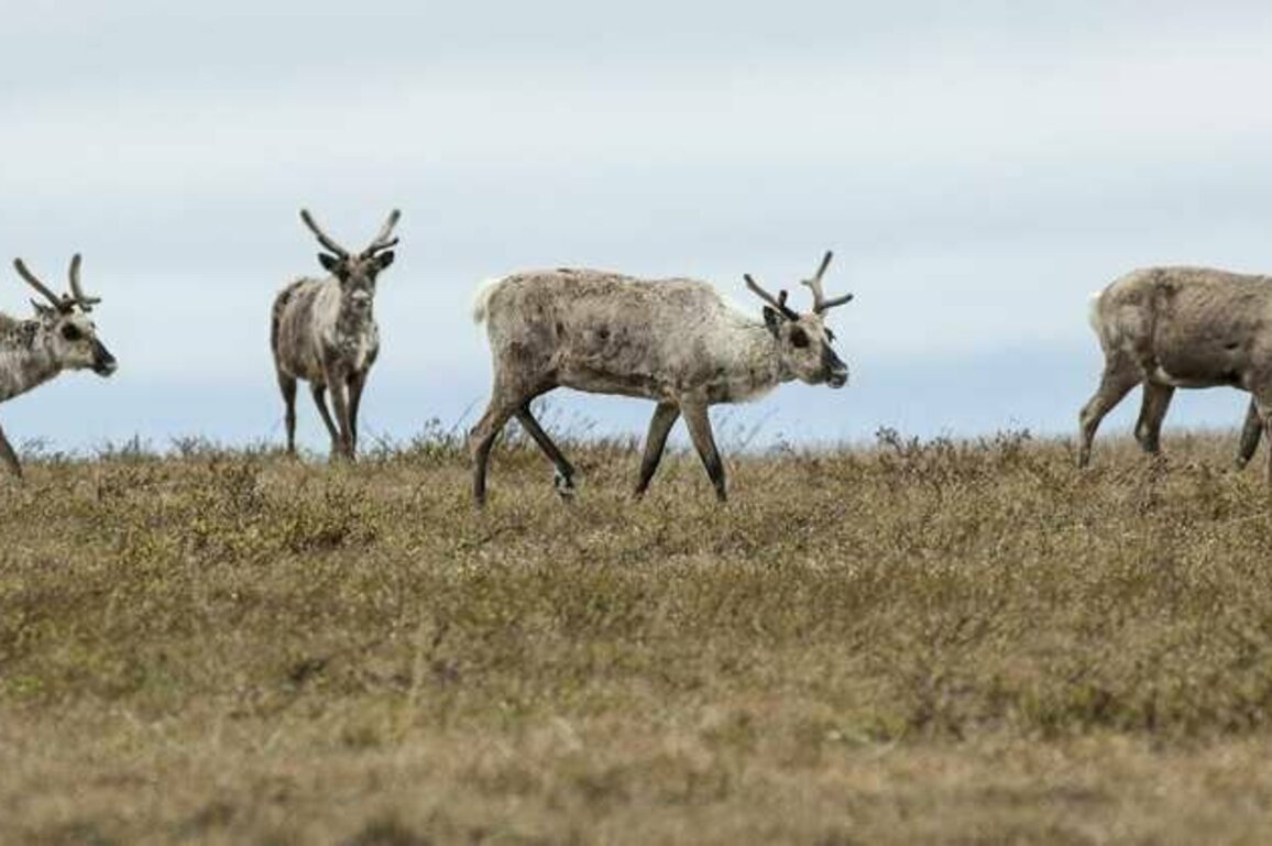 What's at risk for Arctic wildlife if Trump expands oil drilling in the fragile National Petroleum Reserve-Alaska