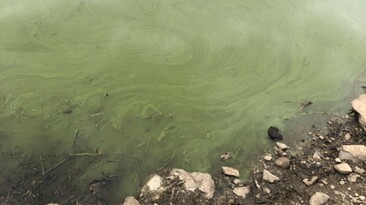 Agriculture Victoria is warning livestock producers of potential blue-green algae impacting stock water supplies. 