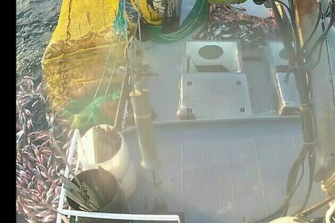 British Columbia commercial rockfish harvester fined $25,312 for multiple violations