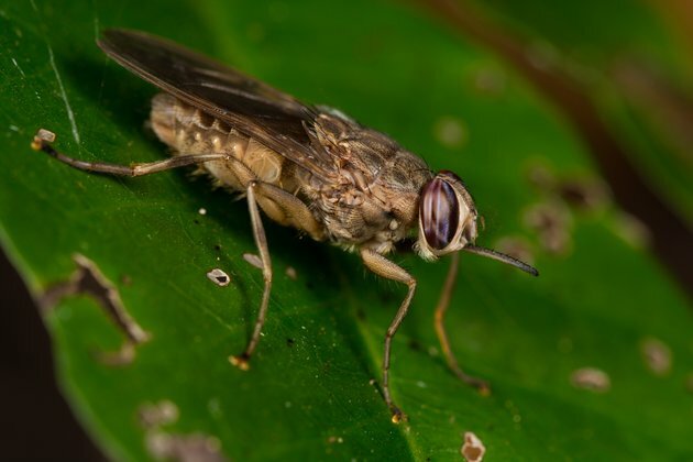 What changes in temperature mean for Africa&#039;s tsetse fly