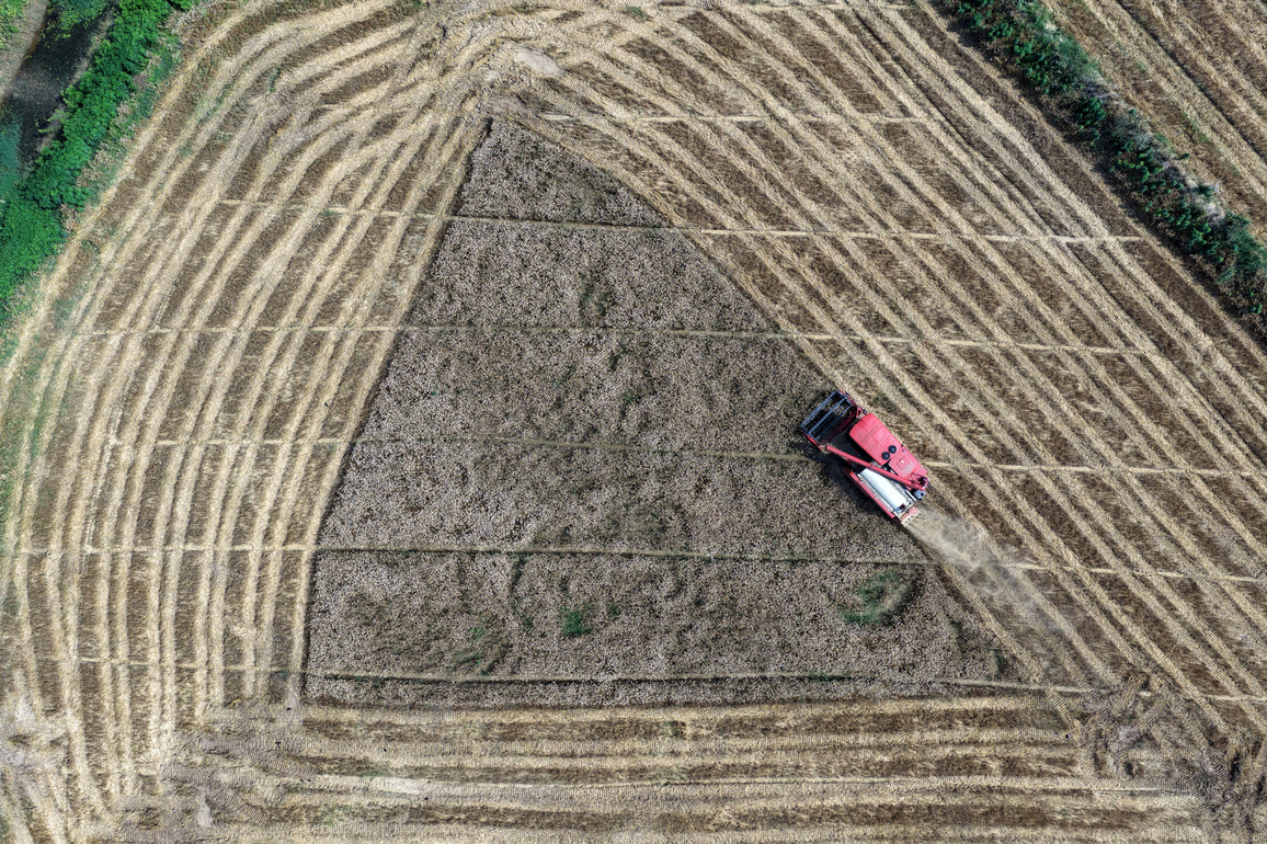 #CHINA-WHEAT HARVEST (CN)