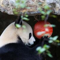 Album: Giant panda pair living in Adelaide, Australia