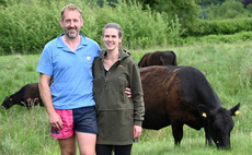 Strong market demand for cattle suited to regenerative systems   