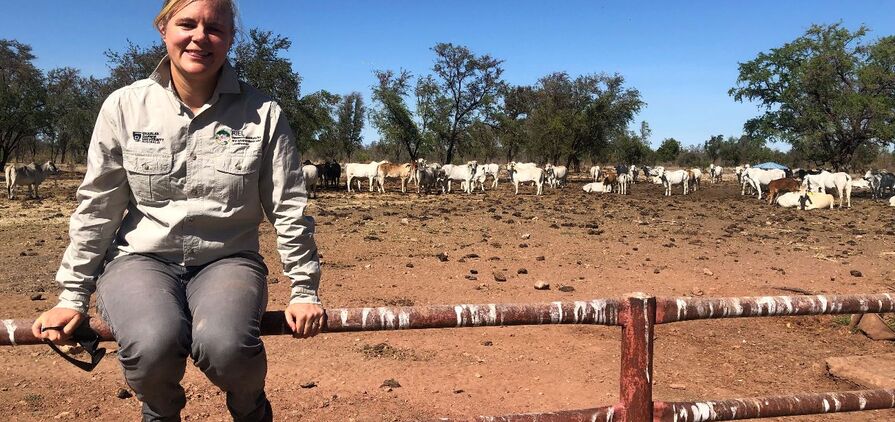 CDU researchers Beth Penrose and Sunil Kadri are exploring the impact of virtual fences on NT farms.