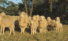 Sheep technology pilot group to stimulate innovation adoption