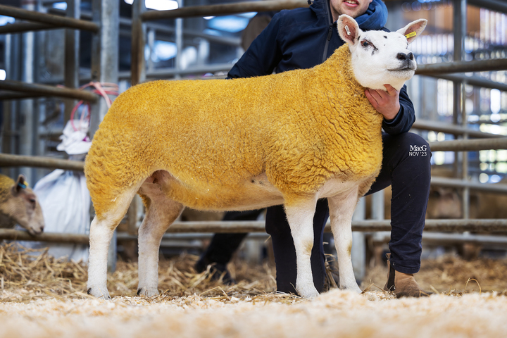 Top price Texel  from the Peacehay flock