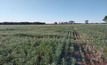 The Armatree field site, one of six core sites which forms an important part of the study. Credti: Chris Guppy, University of New England.