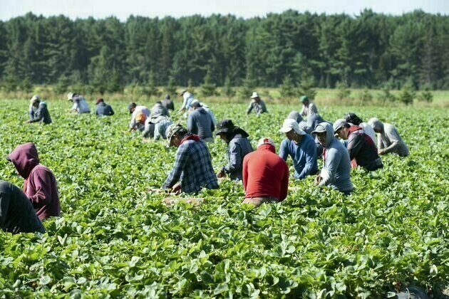 Canada's new immigration policy favours construction workers but leaves the rest behind