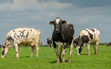 'Livestock is not the greatest emitter of greenhouse gases', claims expert