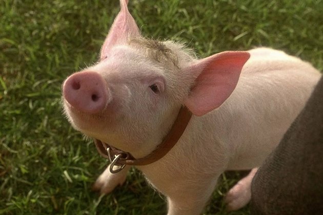 That&#039;ll do, pig, that&#039;ll do: Babe at 25, a trailblazing cinematic classic