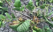  Tan spot can infect seedings very early resulting in large chlorotic areas on the first and second trifoliate leaves. Photo DAF.