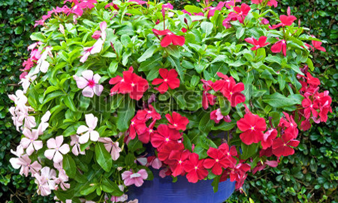 Spend less on your flower garden Spend less on your flower garden