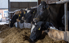 Partner Insight: A closer look at the science behind optimising your herd health