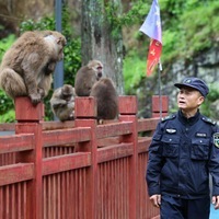 CHINA-FUJIAN-WUYISHAN NATIONAL PARK-FOREST RANGER (CN)