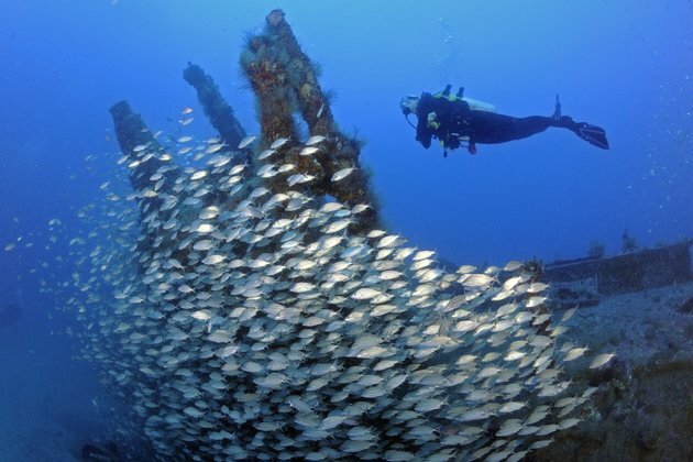 Shipwrecks teem with underwater life, from microbes to sharks