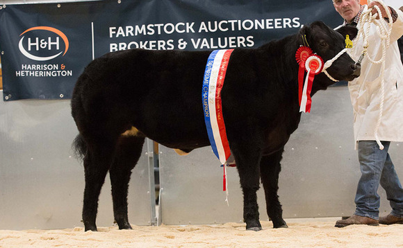 Suckled calf champion sells for record 9,500