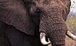 Aussies to hunt elephants in East Africa