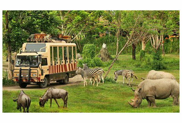 Indonesian Safari Park: An African-Style Safari in Asia - The Ultimate Adventure for Indian Travelers