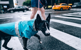 Bestinvest waves goodbye to 'Spot the Dog' reports
